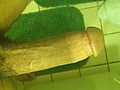 Filename=7a4ea1a2.jpg
Filesize=953KB
Dimensions=1944x2592
Date added=Nov 10, 2012 7a4ea1a2.jpg