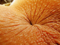 ASShole CLOSE-UP