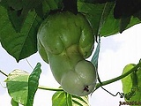 21cf1fb8.jpg