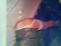 Filename=9e34387b.jpg
Filesize=1132KB
Dimensions=1920x2560
Date added=May 04, 2014 9e34387b.jpg