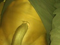 ladies lick stick