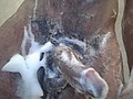Filename=f8b950c4.jpg
Filesize=1732KB
Dimensions=3456x3456
Date added=Jan 13, 2020 f8b950c4.jpg