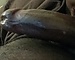 Blacksteele75's avatar