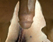 duilio's avatar