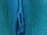 BluePussynotfuzzy.jpg