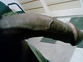 Ark_black_snake.jpg