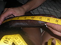 Filename=9inches.jpg
Filesize=80KB
Dimensions=737x552
Date added=Oct 04, 2009 9inches.jpg