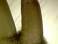 Filename=thicklibido_phone_025.jpg
Filesize=324KB
Dimensions=1552x2592
Date added=Aug 16, 2011 thicklibido_phone_025.jpg