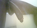 Filename=thick35.jpg
Filesize=126KB
Dimensions=560x401
Date added=Nov 21, 2011 thick35.jpg