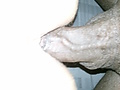 Filename=101~1.jpg
Filesize=1183KB
Dimensions=1920x2560
Date added=Nov 03, 2011 101~1.jpg