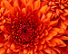 lustful_wench's avatar