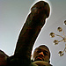 mamber's avatar