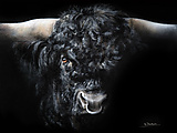 BlackBullPainting_large.jpg