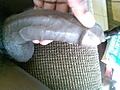 my dick