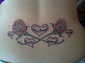 rose_009.jpg