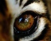 thknhardBF's avatar