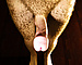 tonab's avatar