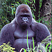 Silverback5130's avatar