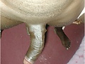 Filename=Afbeelding3_004.jpg
Filesize=173KB
Dimensions=1224x1110
Date added=Sep 25, 2008 Afbeelding3_004.jpg