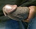 King_Donkey_Dick's avatar