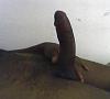 London Bull looking in West Midlands/South West and London-my-package.jpg