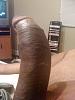 London Bull looking in West Midlands/South West and London-want-some.jpg