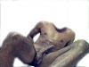 Black Stud in Kingston, Jamaica for FUN-kx-002.jpg