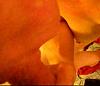 Is anyone for real on this site?-dscn1302_0001-copy.jpg