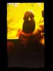 Squirting-2015-09-25-21.57.04.jpg