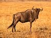 Click image for larger version

Name:	m_010-wildebeest.jpg
Views:	186
Size:	66.6 KB
ID:	23781