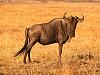 Wild African Wildebeest-m_010-wildebeest.jpg