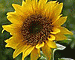 LimaSeeker's Avatar