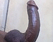 sbcgh's Avatar