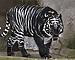 blacktiger's Avatar