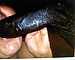 blackmale4u's Avatar