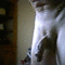 user_182774_avatar.gif